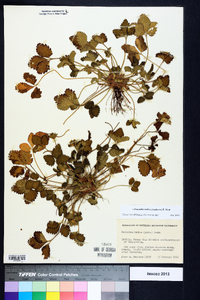 Potentilla indica image