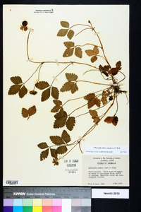 Potentilla indica image