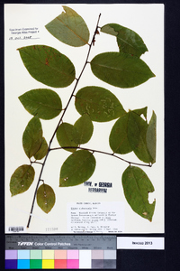 Prunus alabamensis image