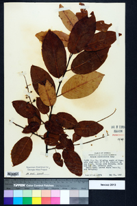 Prunus alabamensis image