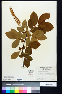 Prunus alabamensis image