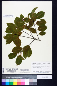 Prunus alabamensis image