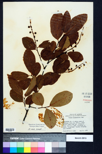 Prunus alabamensis image