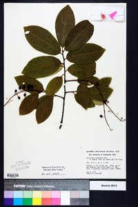 Prunus alabamensis image