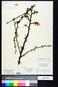 Prunus angustifolia var. angustifolia image