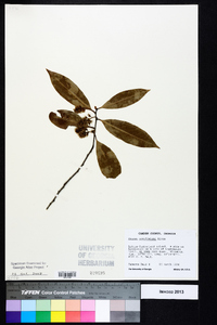 Prunus caroliniana image