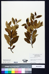Prunus caroliniana image