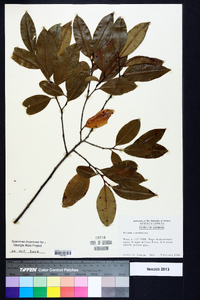 Prunus caroliniana image