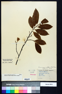 Prunus caroliniana image