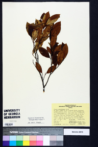 Prunus caroliniana image