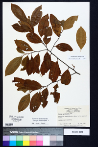 Prunus caroliniana image