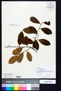 Prunus caroliniana image