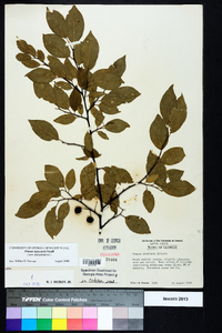Prunus umbellata var. injucunda image