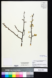 Prunus umbellata image