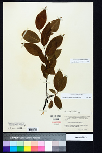 Prunus umbellata image