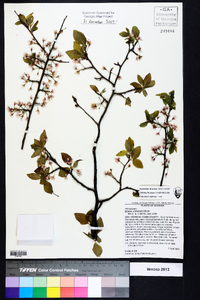 Prunus umbellata image