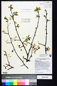 Prunus umbellata image