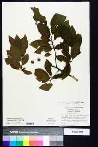 Prunus umbellata image