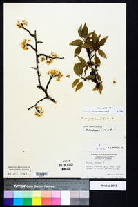 Prunus umbellata image