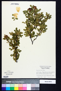 Rosa bracteata image