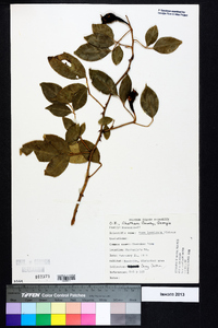 Rosa laevigata image