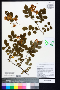 Rosa multiflora image