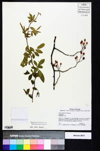 Rosa multiflora image