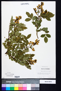 Rosa multiflora image