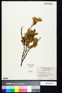 Rosa palustris image