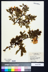 Rosa palustris image