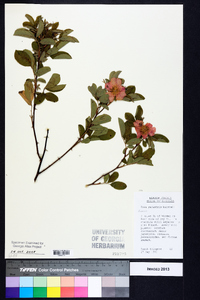 Rosa palustris image