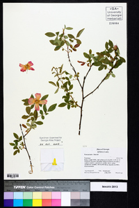 Rosa palustris image