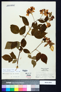 Rosa setigera image