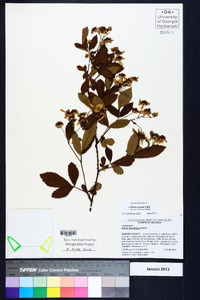 Rubus argutus image