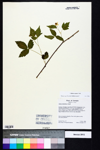 Rubus argutus image