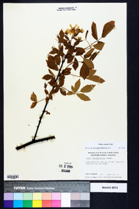 Rubus argutus image