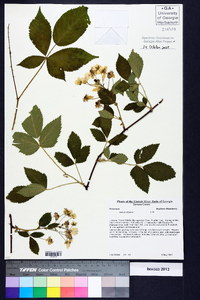 Rubus argutus image