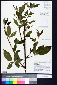 Rubus argutus image