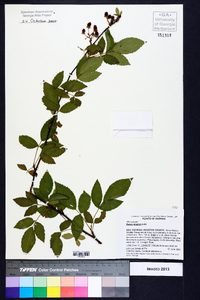 Rubus argutus image