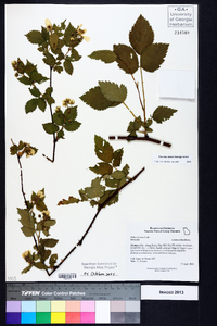 Rubus argutus image