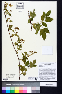 Rubus argutus image