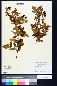 Rubus argutus image