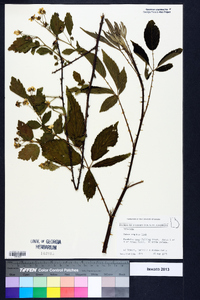 Rubus argutus image