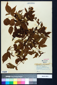 Rubus argutus image