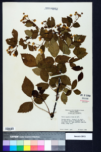 Rubus argutus image