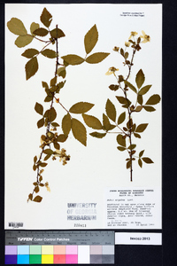 Rubus argutus image