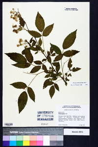 Rubus argutus image