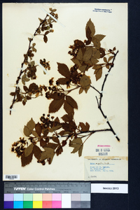 Rubus argutus image