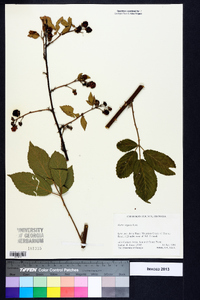 Rubus argutus image