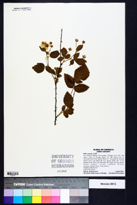 Rubus argutus image